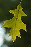 Leaves;Plants;Leaf;Colorful;Botanical;Vegetation;Foliage