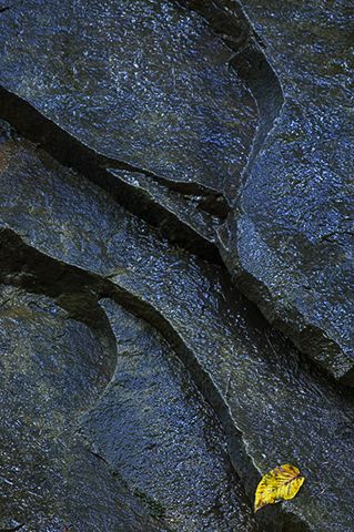 Abstract;Cloudland Canyon;Leaves;Leaf;Rocks;Yellow;Rock Formations;Colors;Nature