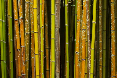 Abstract;Bamboo;Brown;Cane;Green;Plants;Tan;Yellow;Botanical;Botanicals