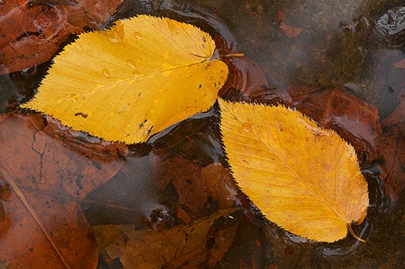 Abstract;Plants;Leaves;Leaf;Nature