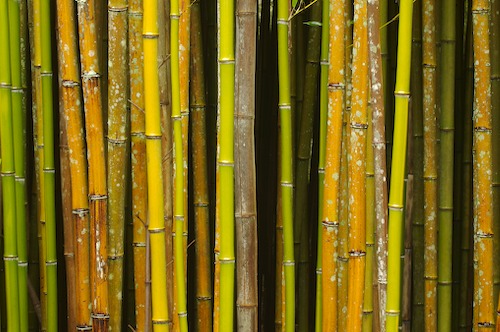 Abstract;Bamboo;Brown;Cane;Green;Oneness;Plants;Tan;Yellow;Botanical;Botanicals