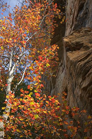 Tennessee;Cumberland Plateau;Rock Formations;Rocks;Fall Scenes;Cliff;Seasons;Forest;Leaves;Leaf;Plants