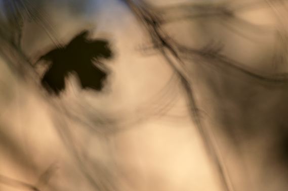 Oneness;Fall Scenes;Fall Scene;Fall;Mysterious;Silhouette;Shadow;Seasons;Abstract;Leaf;Leaves;Nature;Colorful;Plants;Botanical;Vegetation;Foliage