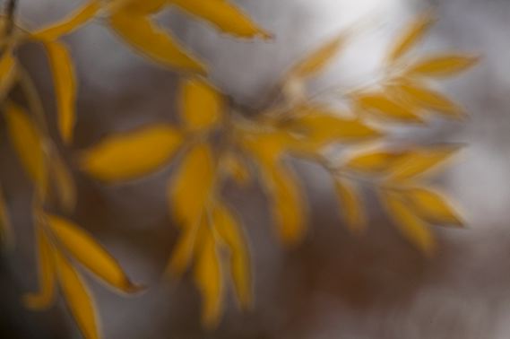 Oneness;Fall Scenes;Fall Scene;Fall;Colorful;Plants;Botanical;Vegetation;Foliage