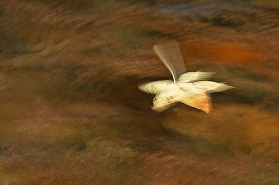 Stream;Weather;Water;Fall;Fall Scenes;Flowing;fresh;Leaves;Pouring;Leaf;Colorful;Plants;Botanical;Vegetation;Foliage
