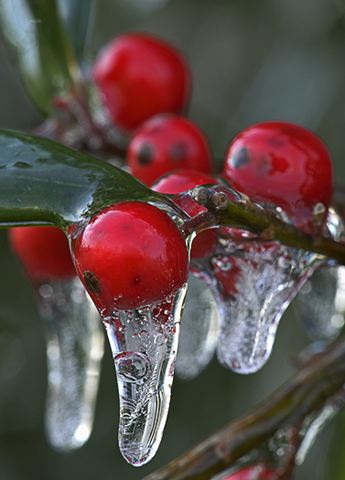 Ice;Icicles;Frozen;Freeze;Cold;Water