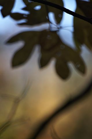 Botanical;Colorful;Natural;Nature;Outdoor;Plants;Leaves;Leaf;Trees;Abstract;Silhouette;Abstractions;Vegetation;Foliage