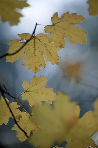 Colorful;Plants;Botanical;Leaf;Leaves;Vegetation;Foliage;Abstract;Abstractions