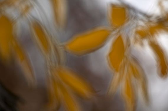 Colorful;Plants;Botanical;Leaf;Leaves;Vegetation;Foliage;Abstract;Abstractions