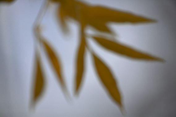 Colorful;Plants;Botanical;Leaf;Leaves;Vegetation;Foliage;Abstract;Abstractions