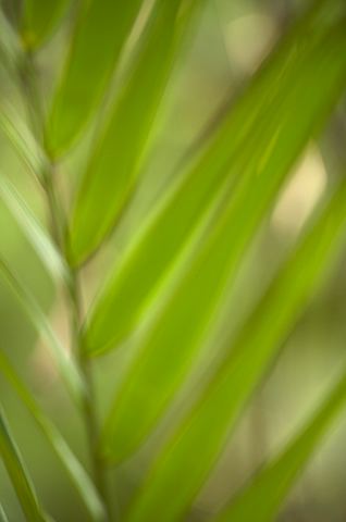 Abstract;Abstractions;Colorful;Plants;Botanical;Leaf;Leaves;Vegetation;Foliage;Patterns