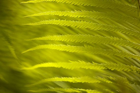 Colorful;Plants;Botanical;Leaf;Leaves;Vegetation;Foliage;Abstract;Abstractions;Fern