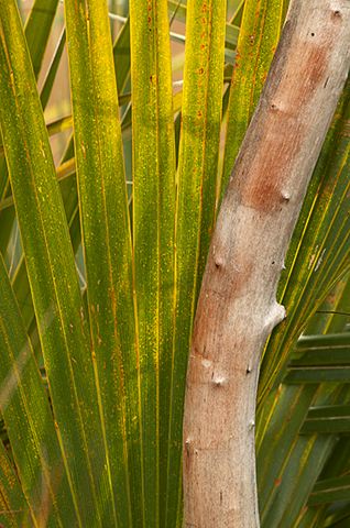 Abstract;Abstractions;Colorful;Plants;Botanical;Leaf;Leaves;Vegetation;Foliage