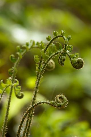 Forest;Trees;Leaves;Leaf;Woods;Bark;Outdoors;Woodland