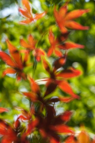 Plants;Botanical;Leaf;Leaves;Vegetation;Foliage;Veins;Compound;Leaflet;Abstract;Abstractions;Patterns;Shapes;Textures
