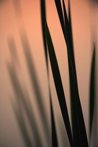 Sunset;Dusk;Twilight;evening;Nightfall;Sundown;Abstract;Abstractions;Patterns;Shapes;Textures;Plants;Soft;Blur