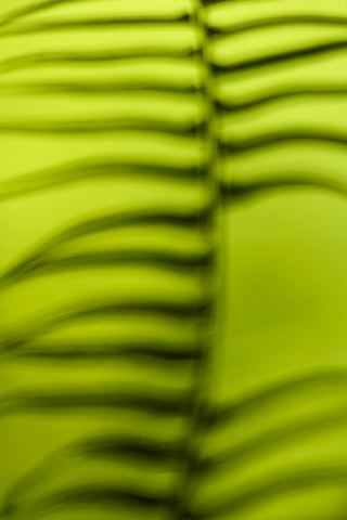 Ferns;Plants;Forest;Abstract