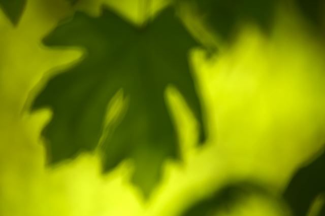 Plants;Forest;Woodland;Trees