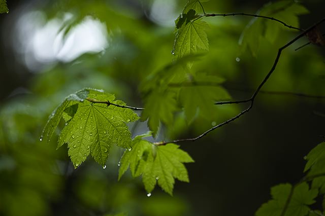 Abstract;Abstractions;Patterns;Shapes;Cumberland Plateau;Canyon;Cliff;Bluff;Rock Face;Rock Formations;Sheer;Steep;Colorful;Plants;Botanical;Leaf;Leaves;Vegetation;Foliage;Forest;Trees;Woods;Bark;Outdoors;Nature;Natural;Woodland