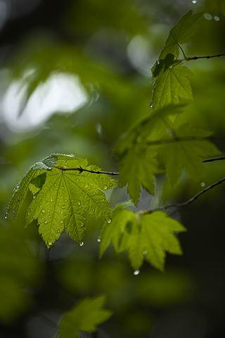 Sheer;Steep;Colorful;Plants;Botanical;Leaf;Leaves;Vegetation;Foliage;Forest;Trees;Woods;Bark;Outdoors;Nature;Natural;Woodland;Veins;Compound;Leaflet;Moss;Ferns;Rainforest;Rain forest;Temperate;Wet;Humid;Weather;Bush;Tropical;Luxuriant;Boreal;Timberland;Water;Rain