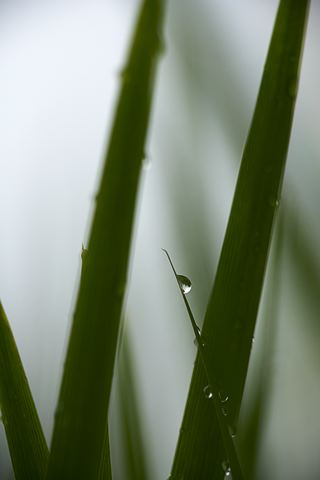 Grass;Dew;Details;Water;Abstract;Reflections;Drop;Moisture;Droplet;Morning;Bead;Dewey;Abstractions;Patterns;Shapes;Pool of Water;Oneness