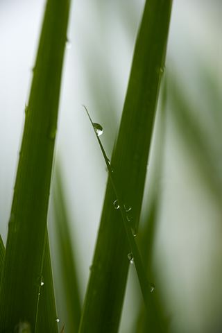 Grass;Dew;Details;Water;Abstract;Reflections;Drop;Moisture;Droplet;Morning;Bead;Dewey;Abstractions;Patterns;Shapes;Pool of Water;Oneness