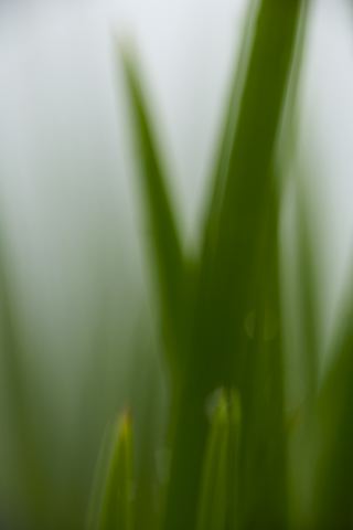 Grass;Dew;Details;Water;Abstract;Reflections;Drop;Moisture;Droplet;Morning;Bead;Dewey;Abstractions;Patterns;Shapes;Pool of Water;Oneness