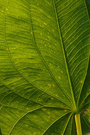 Abstract;Abstractions;Patterns;Shapes;Textures;Plants;Botanical;Leaf;Leaves;Vegetation;Foliage;Veins;Compound;Leaflet