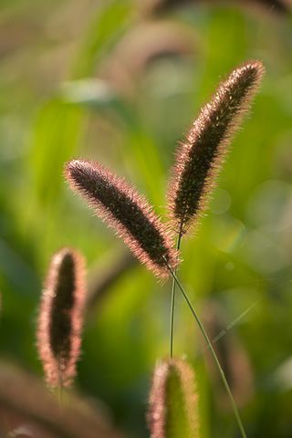 Dew;Details;Water;Abstract;Reflections;Drop;Moisture;Droplet;Morning;Bead;Dewey;Grass;Seeds