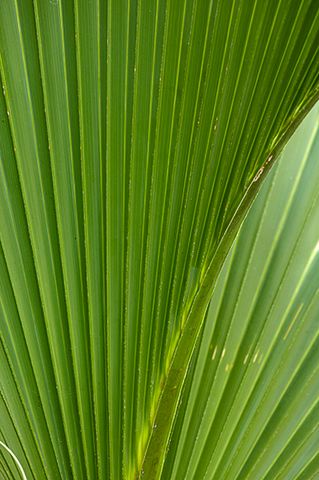 Abstract;Abstractions;Patterns;Shapes;Textures;Plants