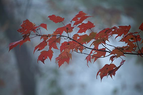 Oneness;Fog;Mist;Damp;Misty;Foggy;Obscured;Plants;Botanical;Leaf;Leaves;Vegetation;Foliage;Veins;Compound;Leaflet;Forest;Trees;Woods;Bark;Outdoors;Nature;Natural;Woodland;Cumberland Plateau