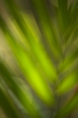 Abstract;Abstractions;Colorful;Plants;Botanical;Leaf;Leaves;Vegetation;Foliage;Patterns