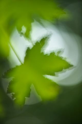 Plants;Foliage;Vegetation;Botanicals;Botany;Herbaceous;Herb;Greenery;Flora;Herbage;Abstract;Abstractions;Patterns;Shapes;Textures;Botanical;Leaf;Leaves;Veins;Compound;Leaflet