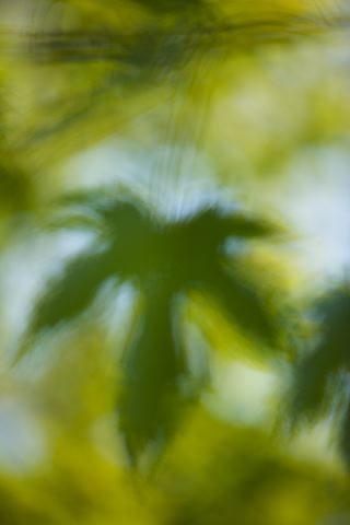 Plants;Foliage;Vegetation;Botanicals;Botany;Herbaceous;Herb;Greenery;Flora;Herbage;Abstract;Abstractions;Patterns;Shapes;Textures;Botanical;Leaf;Leaves;Veins;Compound;Leaflet