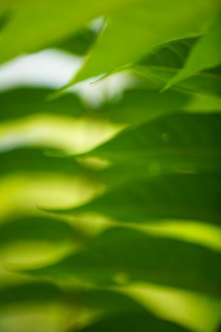 Plants;Foliage;Vegetation;Botanicals;Botany;Herbaceous;Herb;Greenery;Flora;Herbage;Abstract;Abstractions;Patterns;Shapes;Textures;Botanical;Leaf;Leaves;Veins;Compound;Leaflet