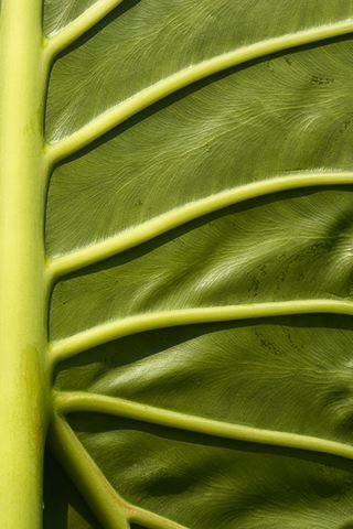 Plants;Foliage;Vegetation;Botanicals;Botany;Herbaceous;Herb;Greenery;Flora;Herbage;Abstract;Abstractions;Patterns;Shapes;Textures;Sunlight;Sun;Beams;Sunbeam;Rays;Light;Luminance;Illuminate;Botanical;Leaf;Leaves;Veins;Compound;Leaflet