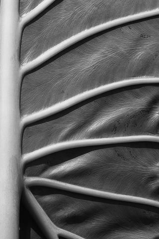 Botanicals;Botany;Herbaceous;Herb;Greenery;Flora;Herbage;Abstract;Abstractions;Patterns;Shapes;Textures;Sunlight;Sun;Beams;Sunbeam;Rays;Light;Luminance;Illuminate;Botanical;Leaf;Leaves;Veins;Compound;Leaflet