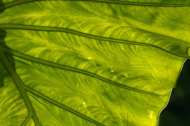 Plants;Foliage;Vegetation;Botanicals;Botany;Herbaceous;Herb;Greenery;Flora;Herbage;Abstract;Abstractions;Patterns;Shapes;Textures;Sunlight;Sun;Beams;Sunbeam;Rays;Light;Luminance;Illuminate;Botanical;Leaf;Leaves;Veins;Compound;Leaflet