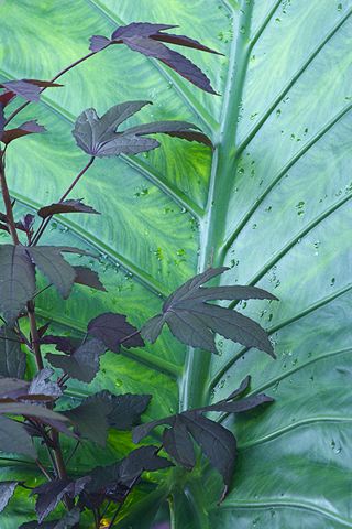 Plants;Foliage;Vegetation;Botanicals;Botany;Herbaceous;Herb;Greenery;Flora;Herbage;Abstract;Abstractions;Patterns;Shapes;Textures;Botanical;Leaf;Leaves;Veins;Compound;Leaflet