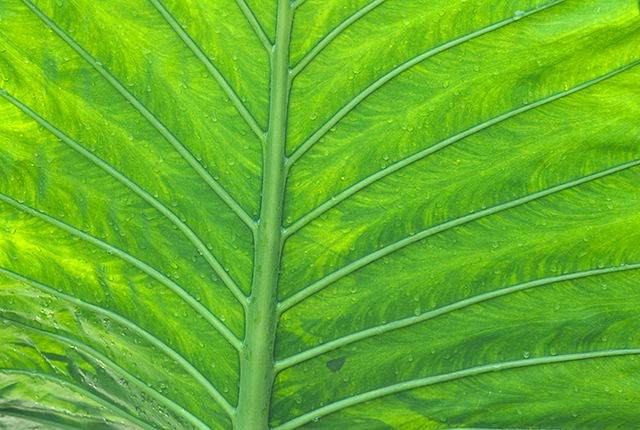 Plants;Foliage;Vegetation;Botanicals;Botany;Herbaceous;Herb;Greenery;Flora;Herbage;Abstract;Abstractions;Patterns;Shapes;Textures;Botanical;Leaf;Leaves;Veins;Compound;Leaflet