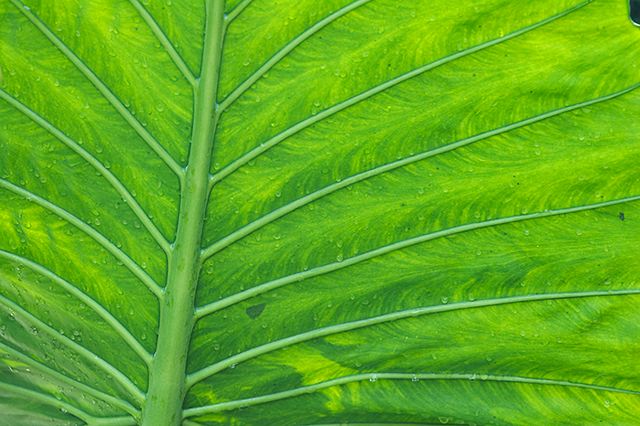 Plants;Foliage;Vegetation;Botanicals;Botany;Herbaceous;Herb;Greenery;Flora;Herbage;Abstract;Abstractions;Patterns;Shapes;Textures;Botanical;Leaf;Leaves;Veins;Compound;Leaflet