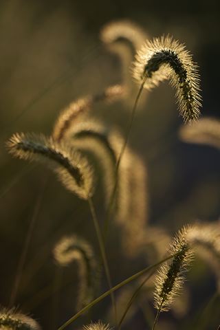 Plants;Foliage;Vegetation;Botanicals;Botany;Herbaceous;Herb;Greenery;Flora;Herbage;Dew;Details;Water;Abstract;Reflections;Drop;Moisture;Droplet;Morning;Bead;Dewey;Grass