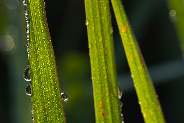 Plants;Foliage;Vegetation;Botanicals;Botany;Herbaceous;Herb;Greenery;Flora;Herbage;Dew;Details;Water;Abstract;Reflections;Drop;Moisture;Droplet;Morning;Bead;Dewey;Grass