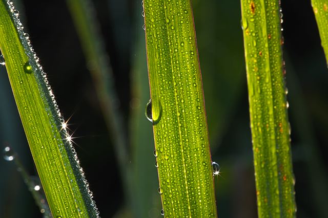 Plants;Foliage;Vegetation;Botanicals;Botany;Herbaceous;Herb;Greenery;Flora;Herbage;Dew;Details;Water;Abstract;Reflections;Drop;Moisture;Droplet;Morning;Bead;Dewey;Grass
