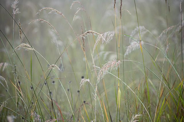 Dew;Details;Water;Abstract;Reflections;Drop;Moisture;Droplet;Morning;Bead;Dewey;Oneness;Fog;Mist;Damp;Misty;Foggy;Obscured