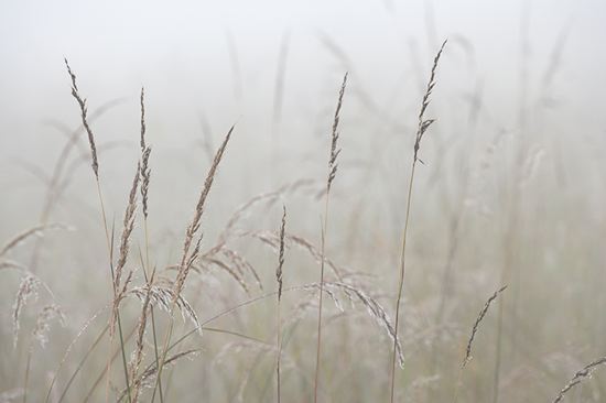 Dew;Details;Water;Abstract;Reflections;Drop;Moisture;Droplet;Morning;Bead;Dewey;Plants;Foliage;Vegetation;Botanicals;Botany;Herbaceous;Herb;Greenery;Flora;Herbage;Fog;Mist;Damp;Misty;Foggy;Obscured;Grass