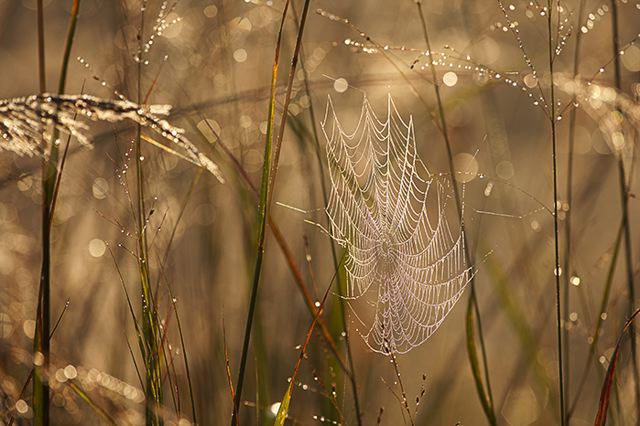 Insects;Bug;entymology;Wings;Spider;Web;Spider Web;Arachnid;Dew;Details;Water;Abstract;Reflections;Drop;Moisture;Droplet;Morning;Bead;Dewey;Grass;Spiderweb