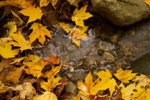 Pebbles;Rocks;Rocky;Leaf;Rock;Stone;Rock Face;Stream;Rock Formations;Tan;Leaves;Pebble;Botanical;Plant;Vegetation;water;Yellow;Plants;Foliage;reflection;Orange;Stones;Botanicals;Boulder;Boulders;Horizontal;Leafy;Gold;Great Smoky Mountains National Park;Brown;Vein