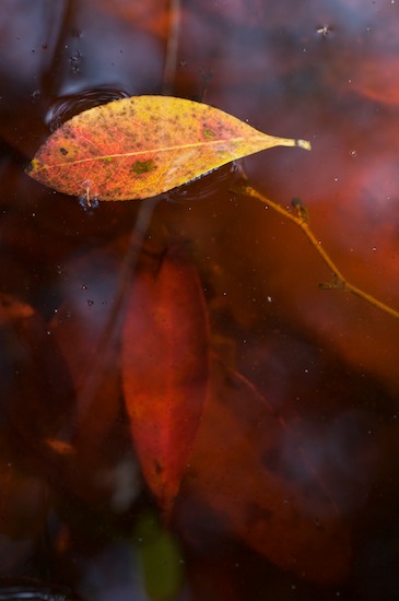 Abstract;botanical;botanicals;botany;flora;Foliage;Leaf;Leaves;National Wildlife Refuges;Okefenokee;plant;plants;Reflection;Reflections;vegetation;Water