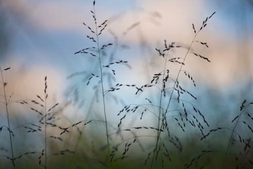 Grass Seed Head;Abstract;Textures;Williamson County;White;Weather;Abstraction;Clouds;Horizontal;Blue;Cloud;Cloud Formation;Abstracts;Grass;Green;Silhouette;Patterns;Sky